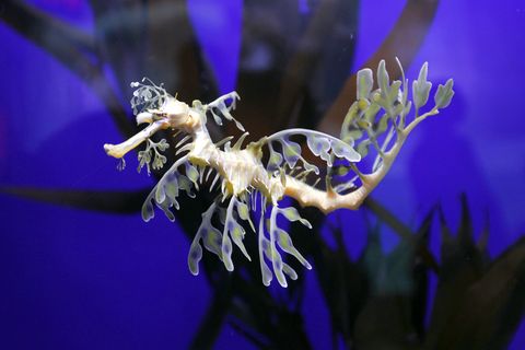 Weirdest Sea Creatures That Live In Our Oceans Strange Ocean Life