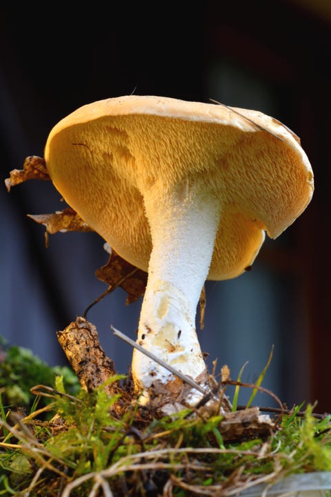 12 Different Types of Mushrooms - Most Common Kinds of Edible Mushrooms