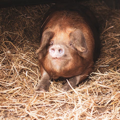 Watch Farm Animals Being Fed Via Bath City Farm's Live Stream Watch Farm Animals Being Fed Via Bath City Farm's Live Stream