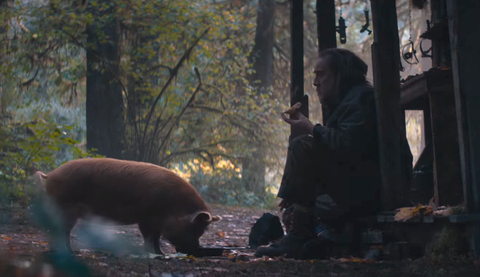 pig