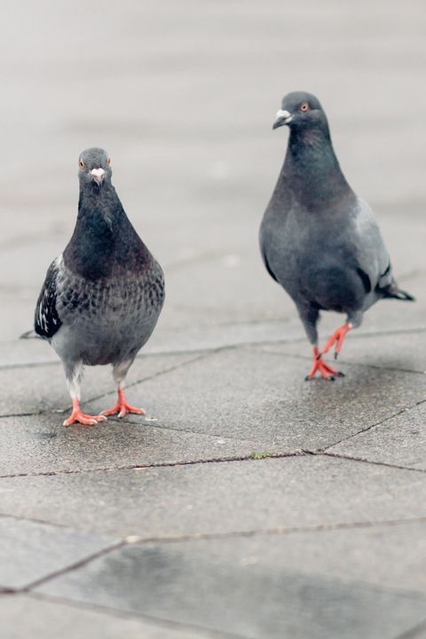Pigeons On Footpath