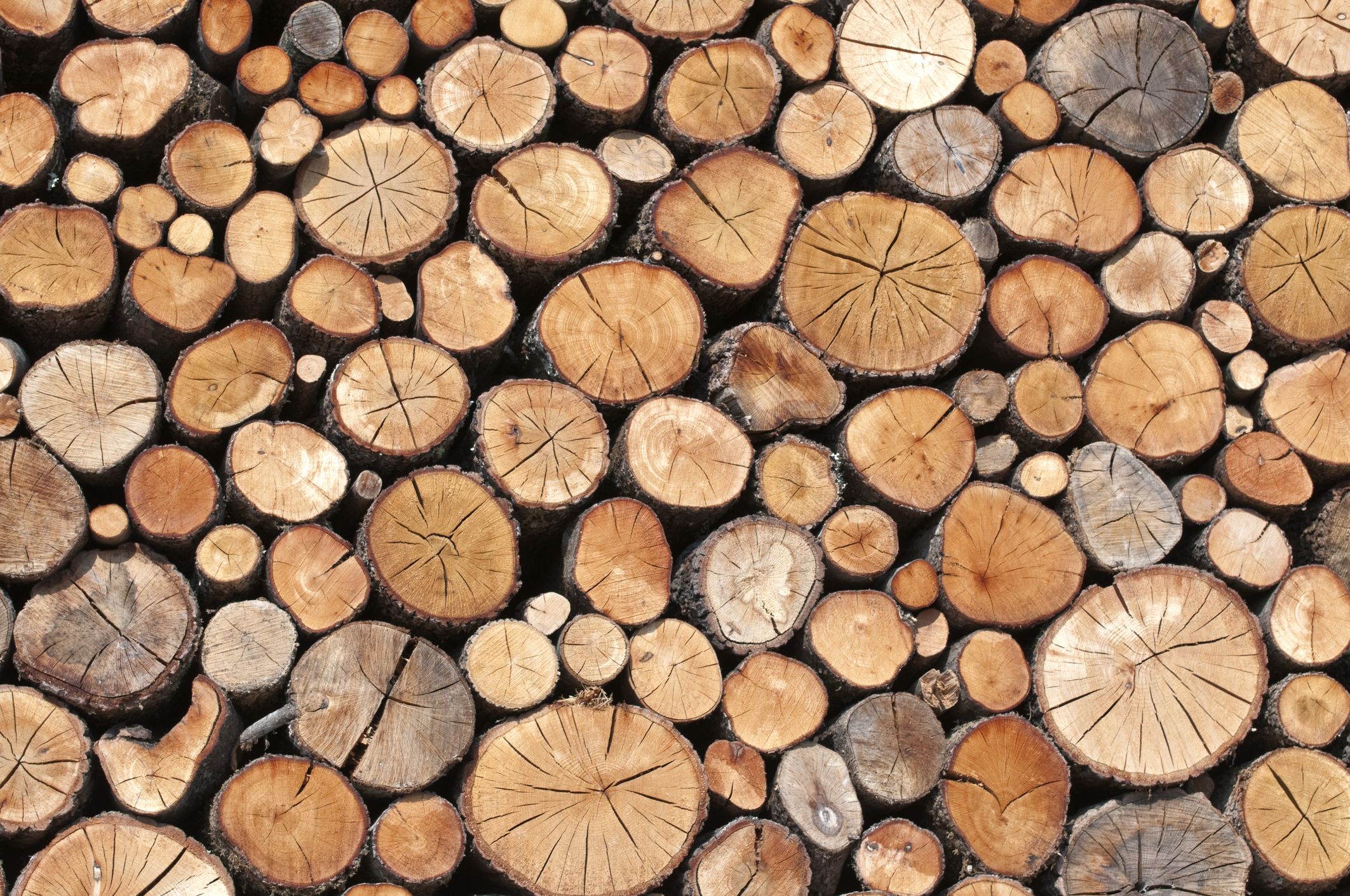 8 Kinds Of Wood You Not To Burn Bad Firewood You Should Never Use