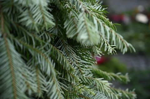 Pine branch at christmas