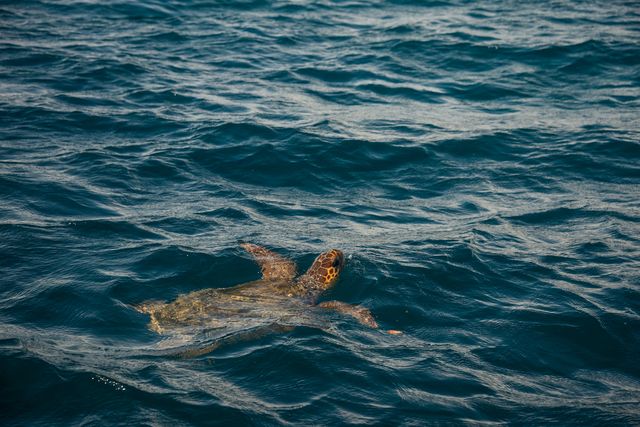 tartaruga nel mare