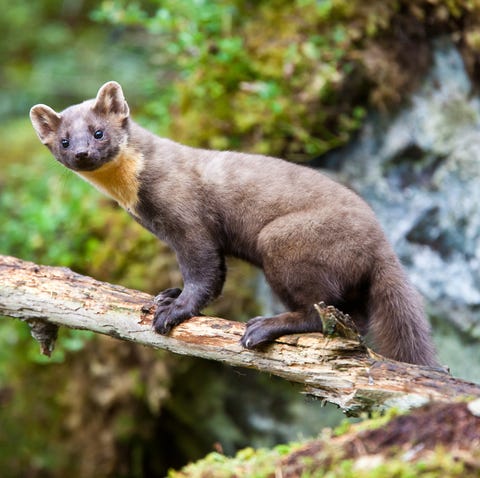 Pine Marten