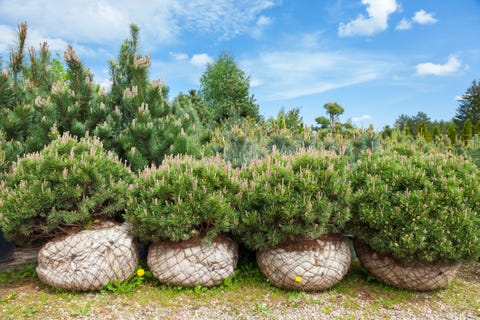 Pine on tree nursery farm