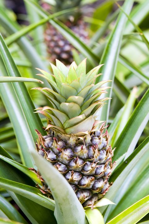 popular houseplants  pineapple plant