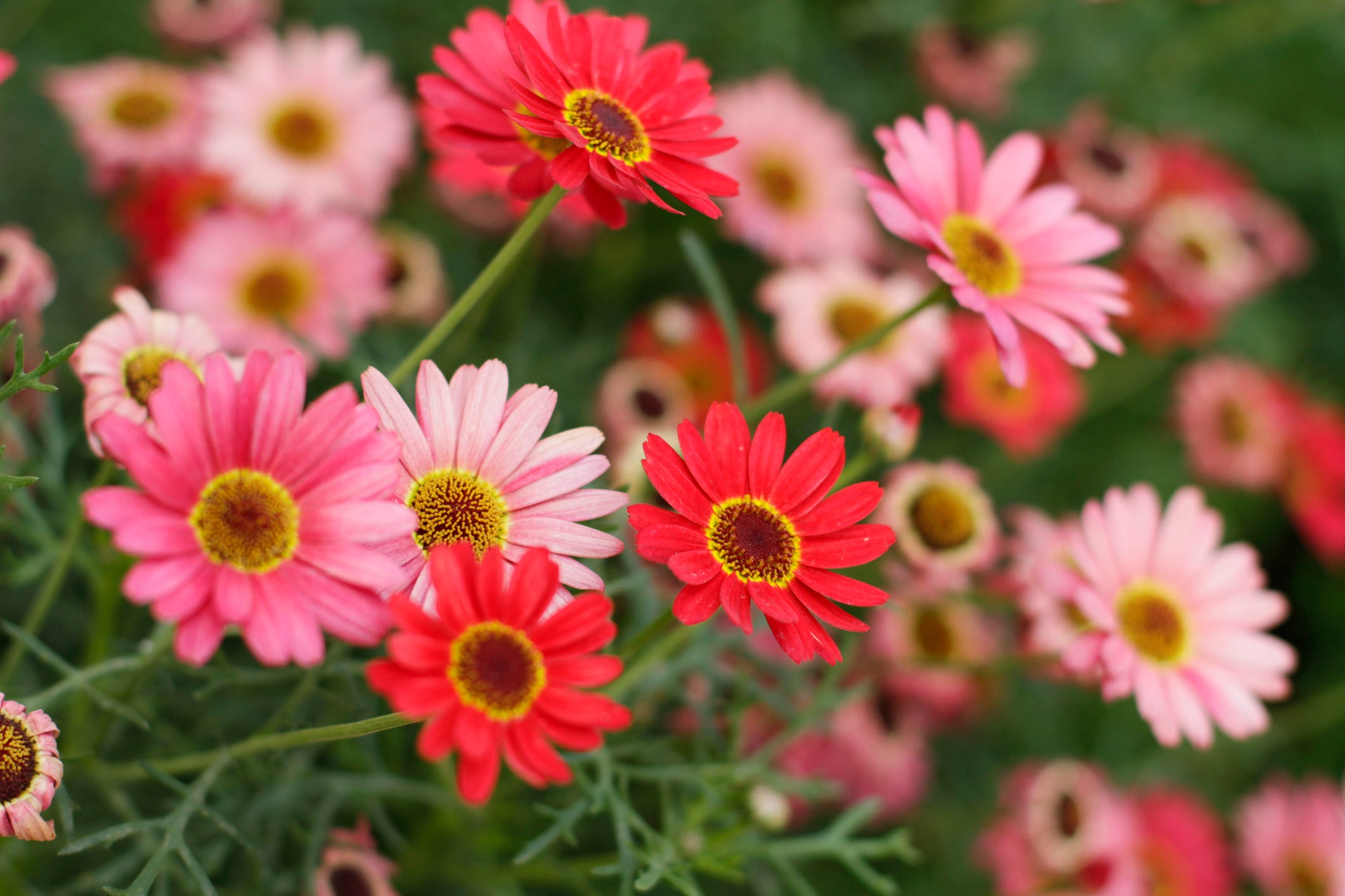 Grow This Garden Staple: Long-Lasting Gerbera Daisies