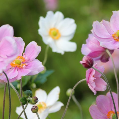 Pink and white Japanese anemone flowers image (Anemone hybrida 'Elegans')