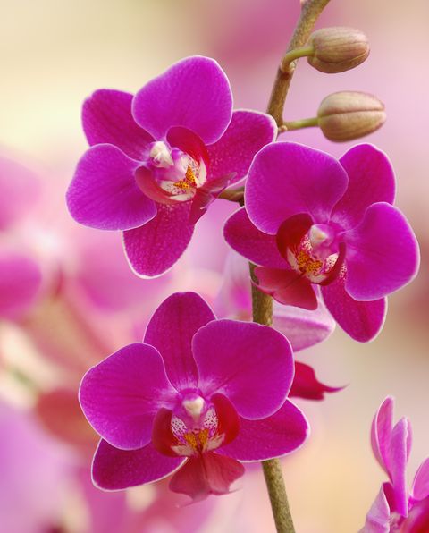 Pink blossoms of orchid, Phalaenopsis, close-up