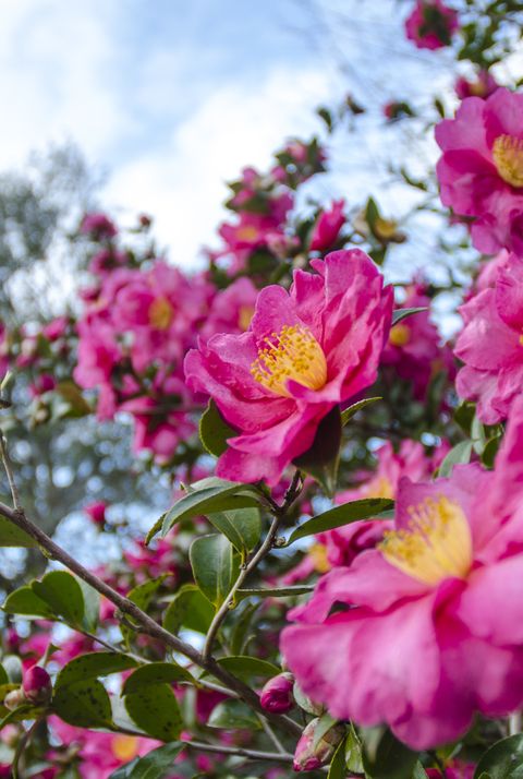 pink camellia trees in full bloom