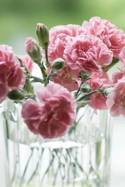 the terrace of the cottage, pink carnations dedicated to mother's day against the nature backgroundabout 15 pink carnation flowers are planted in a glass bowl in a soft light, against fresh green