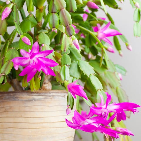 How To Care For Christmas Cactus Indoors Plant How To Keep Your Christmas Cactus Blooming The Whole Holiday Season