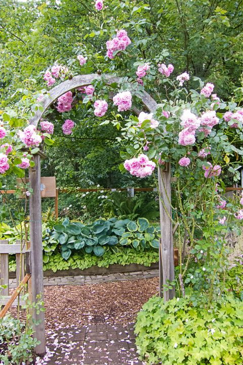 pink climbing roses over arbor