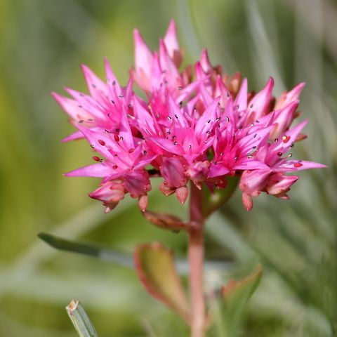 Pink flower of Sedum spurium or Caucasian stonecrop in garden