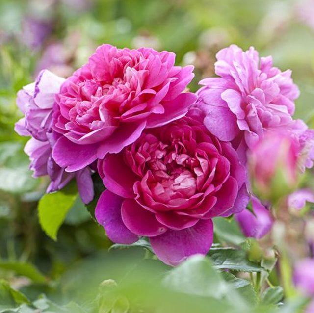 Petal, Plant, Flower, Purple, Pink, Flowering plant, Botany, Magenta, Colorfulness, Rose family, 