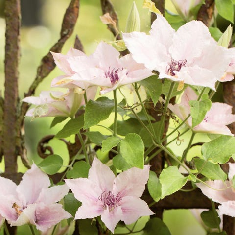 flowers flowers