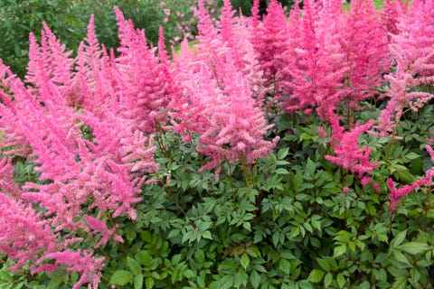 30 Pink Flowers for Gardens - Perennials & Annuals With Pink Blossoms