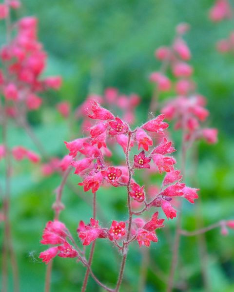 30 Pink Flowers For Gardens Perennials Annuals With Pink Blossoms