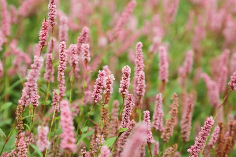 30 Pink Flowers For Gardens Perennials Annuals With Pink Blossoms