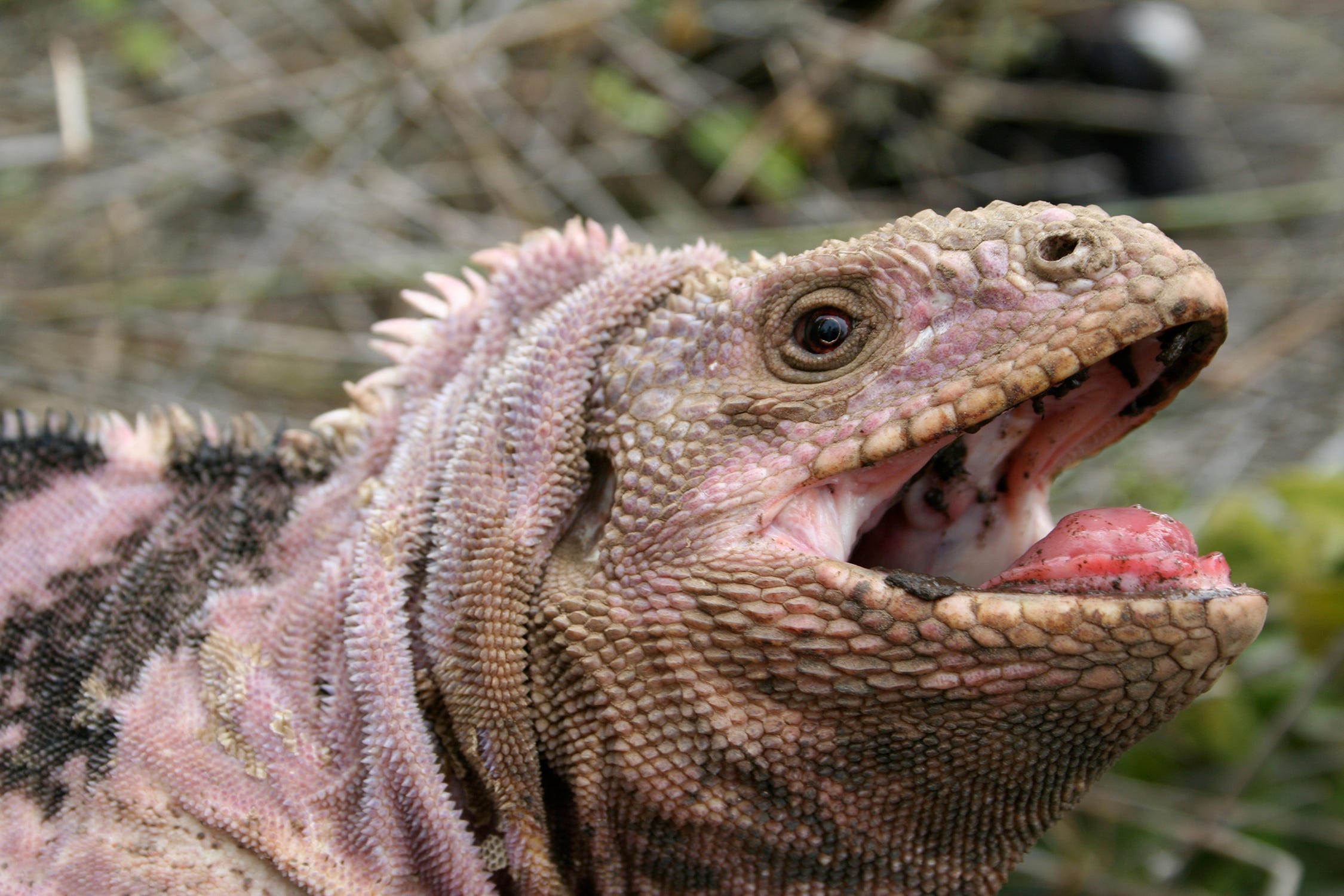 How Scientists Are Fighting to Save the Critically Endangered Pink Iguana of the Galapagos