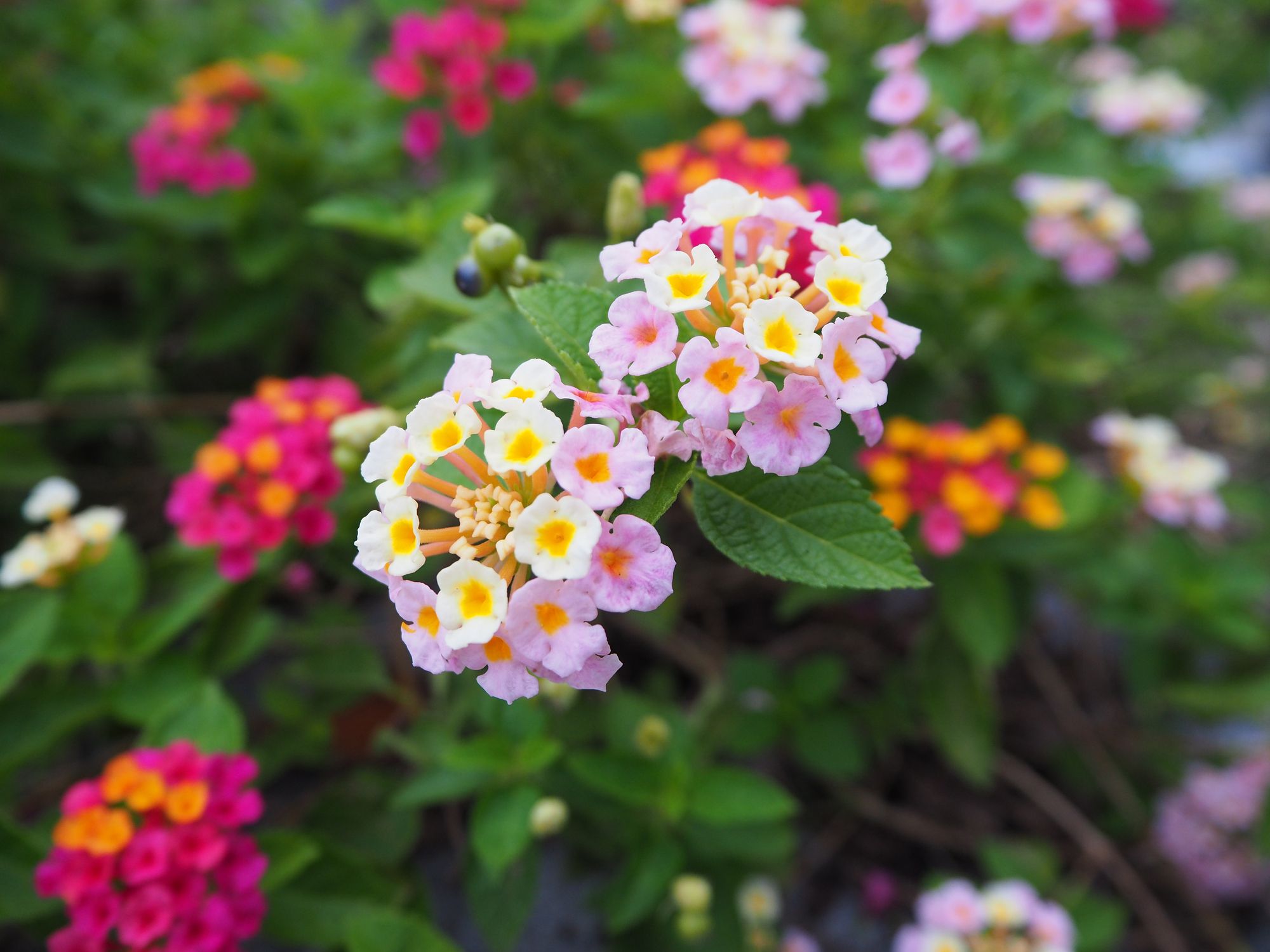 flowering plants