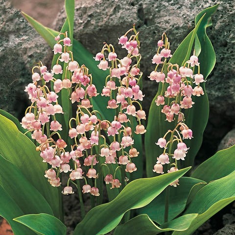 Convallaria majalis 'Rosea' sku 01789 sku 64645convallaria majalis 'rosea'