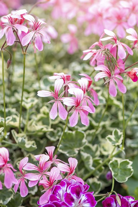beautiful pale pink pelargonium summer flowers with variegated foliage