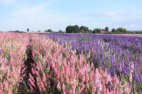 Shropshire Farm Grows Eco-Friendly Petal Confetti To Help The Fight ...