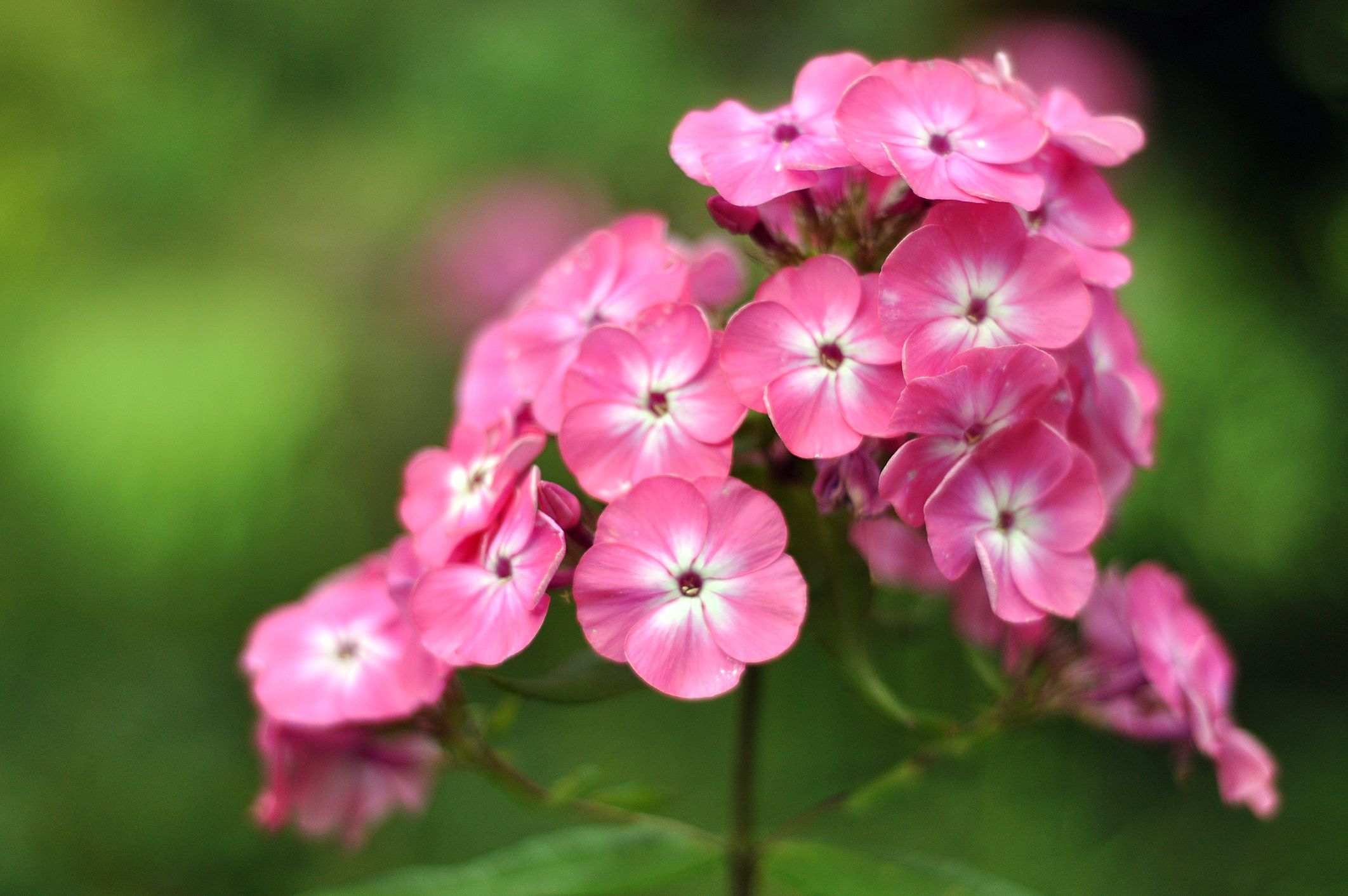 winter flowers