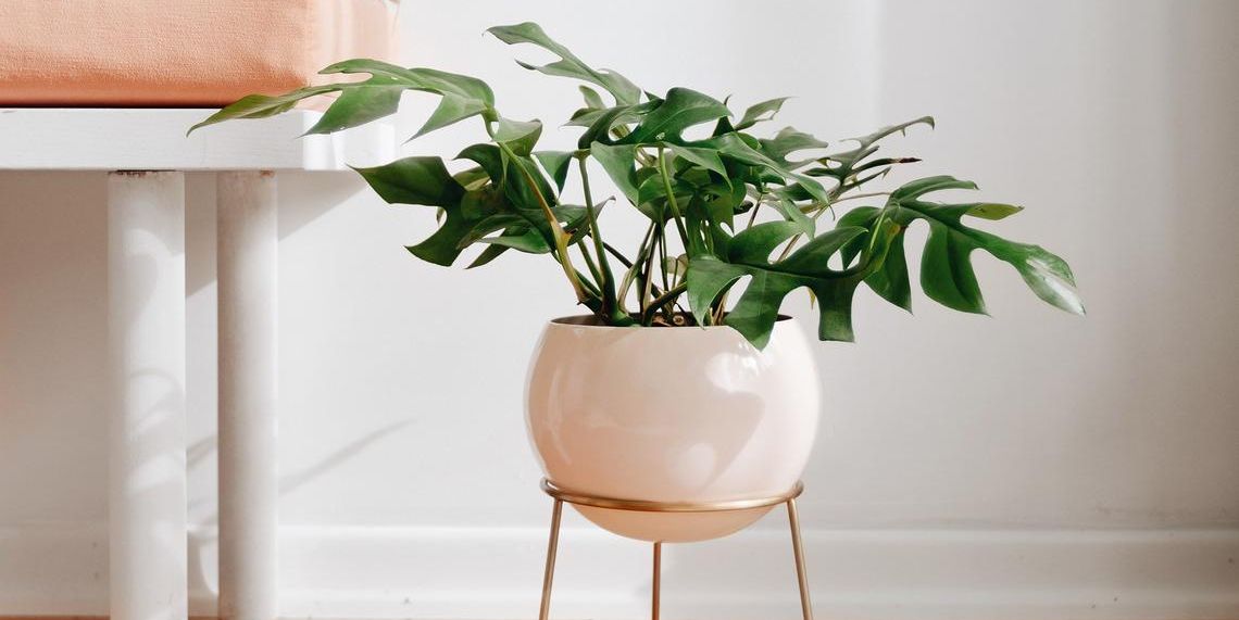 26 Best Indoor Plant Stands For, Large Wooden Plant Pots Indoor
