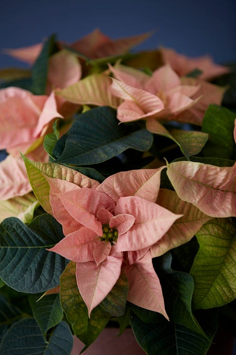 Pink poinsettia