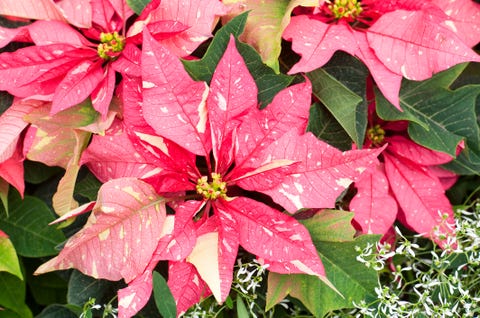 Poinsettia Care Tips: 15 Golden Rules For A Poinsettia Plant