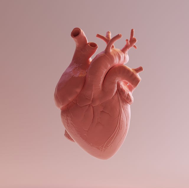 Pink Porcelain Anatomical Heart pink porcelain anatomical heart