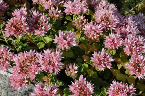 Pink purple orpine flower live-long Sedum telephium