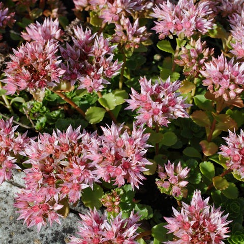 Pink purple orpine flower live-long Sedum telephium Pink purple orpine flower live-long Sedum telephium