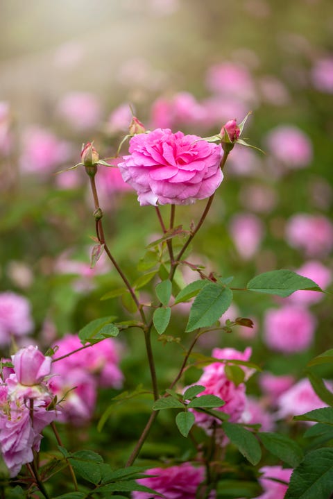 A beautiful summer flowering, pink English Rose flower in soft sunshine pink rose