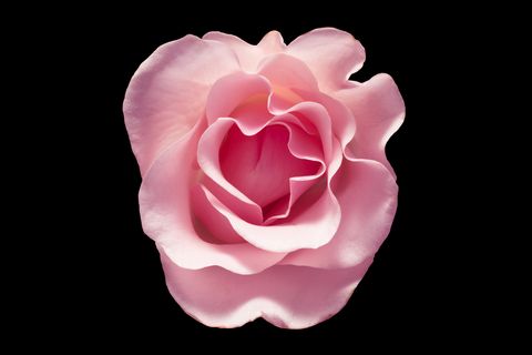 Pink Rose Flower on Black Background