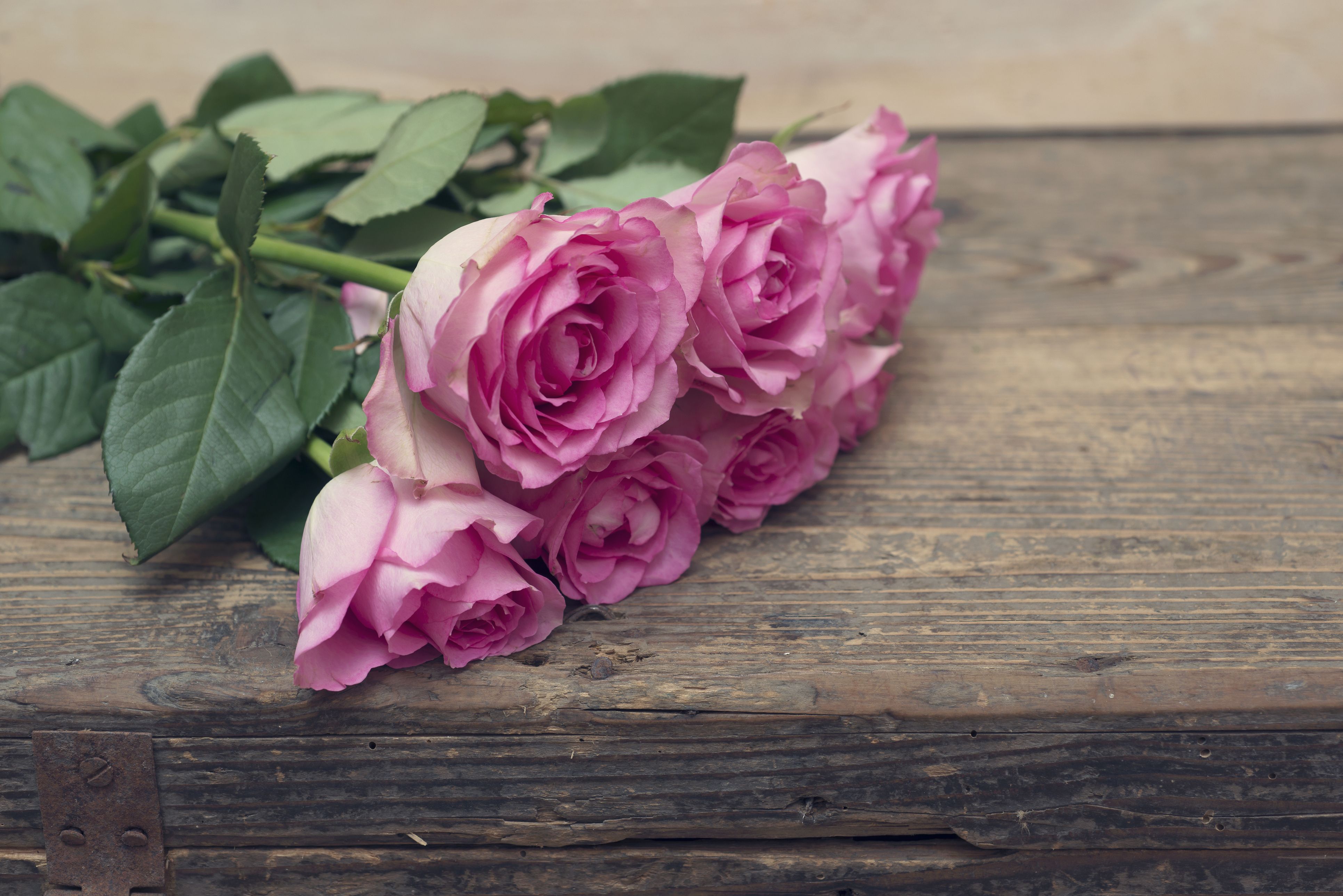 16 Romantic Flower Meanings Symbolism Of Different Kinds Of