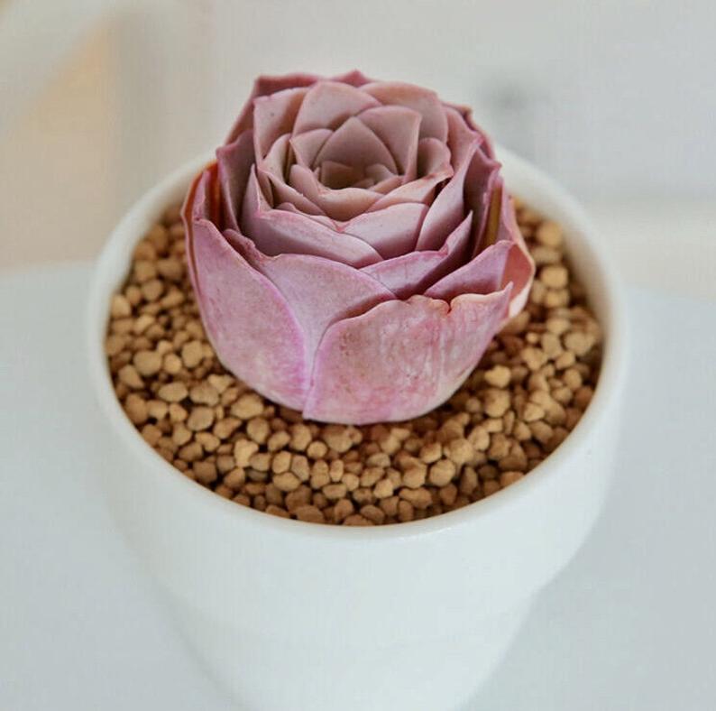 Rare Pink Rose Succulents For Sale On Etsy