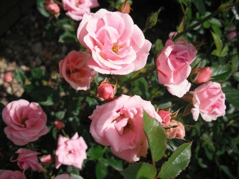 close up of pink roses