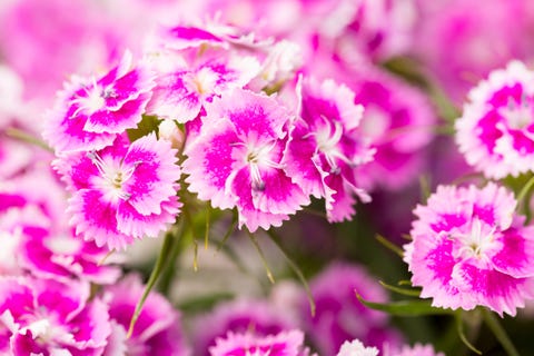 30 Best Fall Flowers to Plant - Pretty Fall Plants & Flowering Perennials