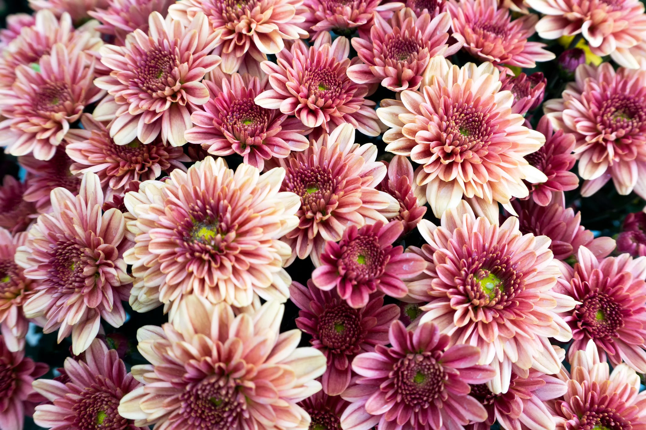 Roze, purperachtige chrysantbloem