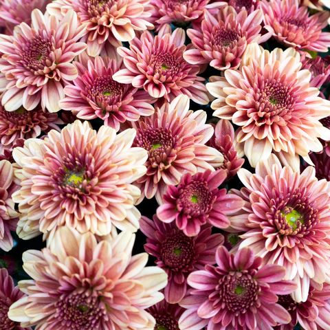 How To Plant Chrysanthemums Best Time To Plant Mums