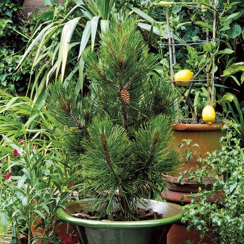 plantas y navidad pino natural en maceta