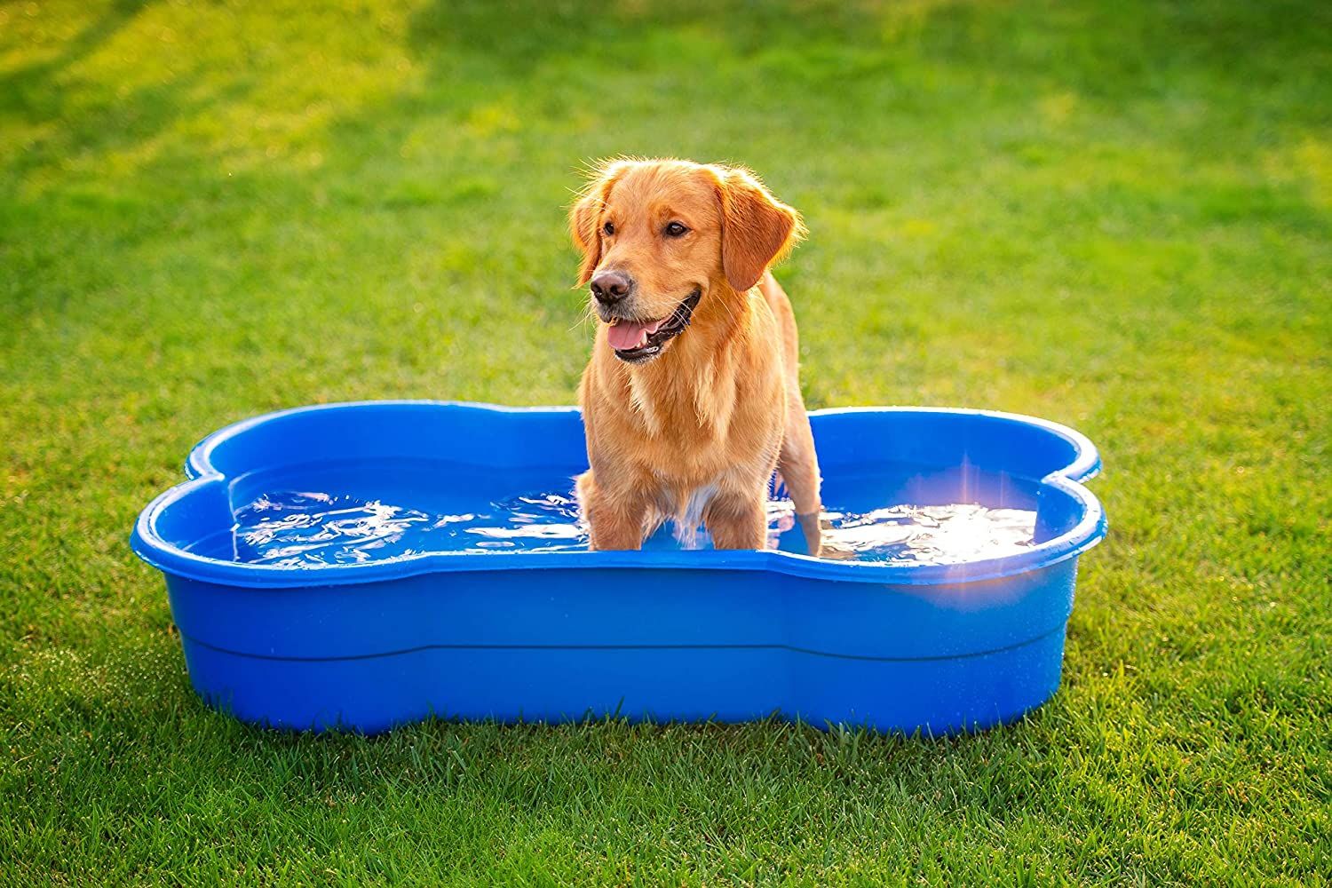 25 Piscinas para perros, con juguetes y flotadores muy divertidos