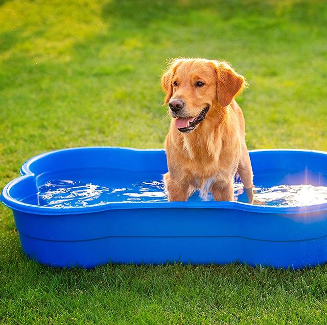 piscina para perros en forma de hueso
