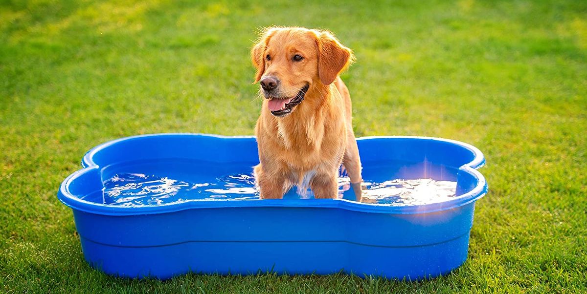 25 Piscinas para perros, juguetes y flotadores muy divertidos