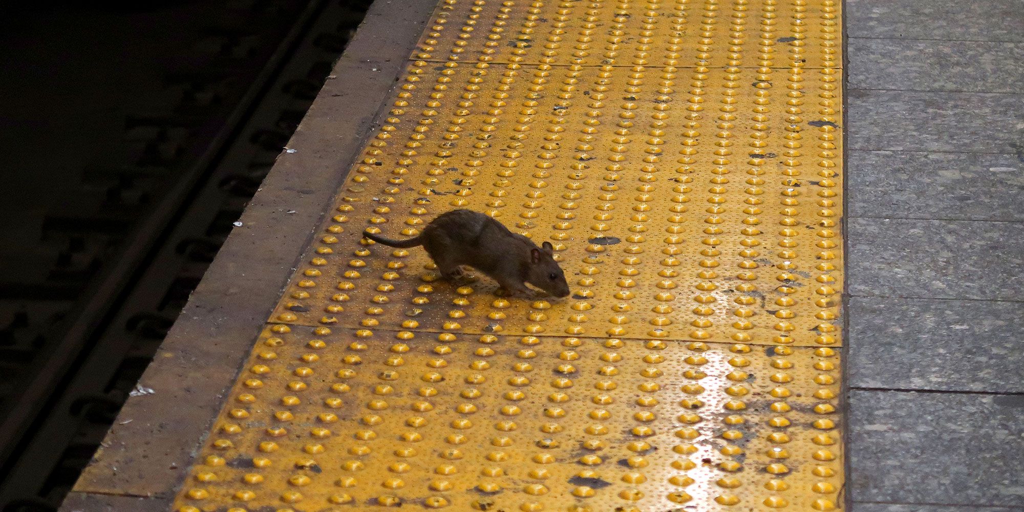 ÎÏÎ¿ÏÎ­Î»ÎµÏÎ¼Î± ÎµÎ¹ÎºÏÎ½Î±Ï Î³Î¹Î± rat subway