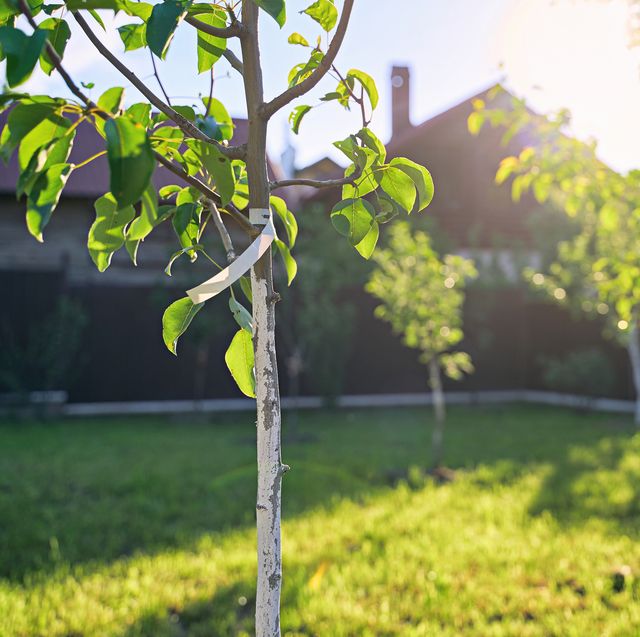 freshly planted young pear and apple trees in spring or summer orchard or garden with beautiful sunlight